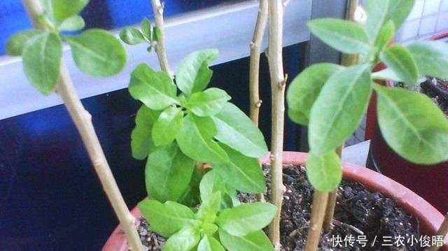 没钱买花，野外去挖，插个枝就活，一年变昂贵的盆景，挂满红果果