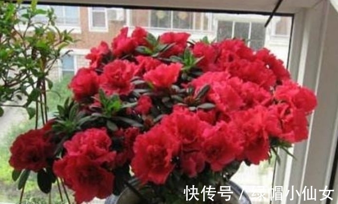 颜值超高的花卉,好养易爆盆,花大多又艳
