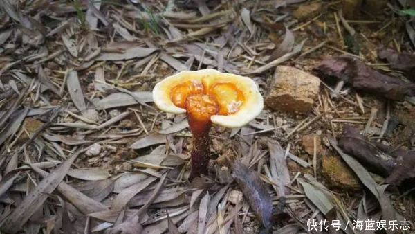 十大名贵山珍,第一比黄金还贵,第十是道家常菜,有你家乡的吗