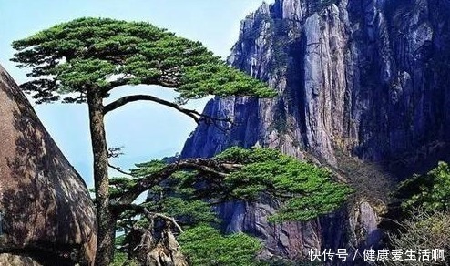 梨树|俗语“五树不进宅,一家乐开怀”,是何意五树指的是哪些树