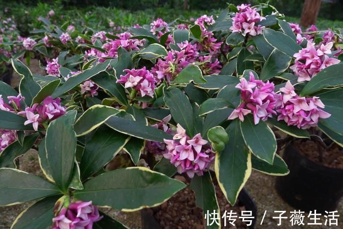 瑞香|比香水还好闻的花，家里摆一盆，满屋飘香还能去异味