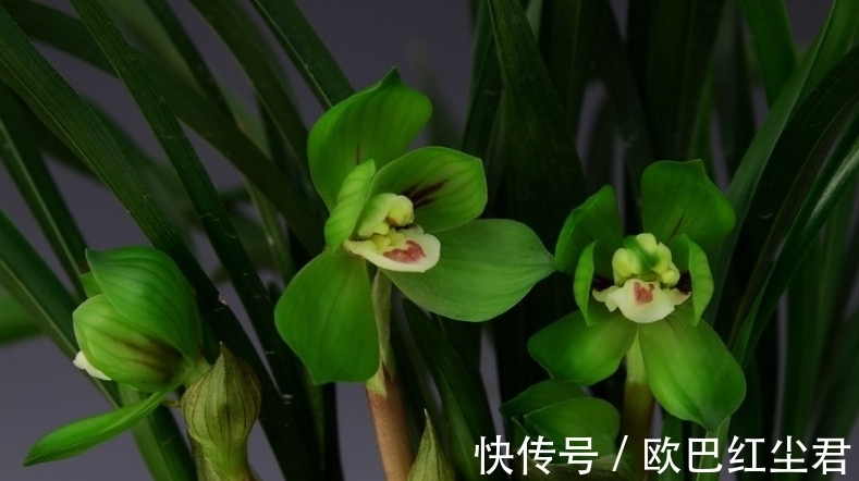 浇水|这款兰花有着“春兰皇后”之美誉,花型新奇,花苞浓香,易养活