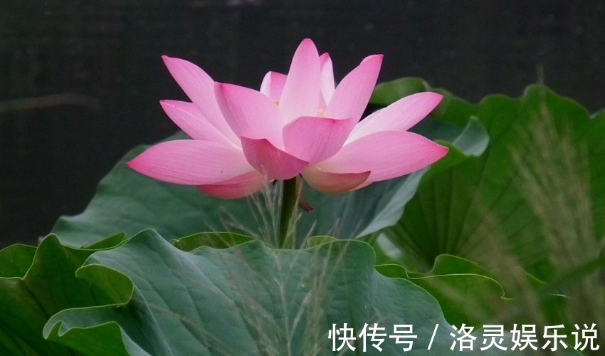 十二生肖|“老来得福”的三个生肖,晚年不但有钱有势,还有个好身体