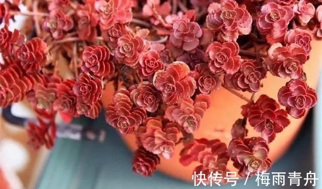 最像玫瑰花的8款多肉,小球玫瑰颜值最高,山地玫瑰最好养