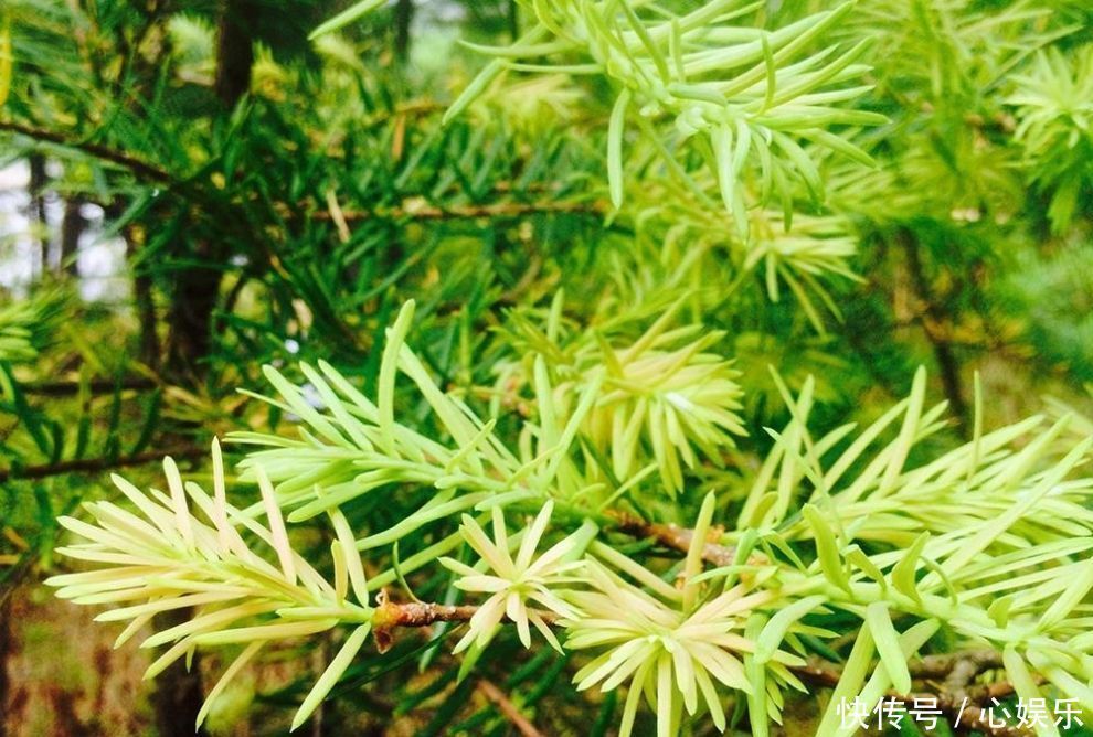 尖端|松树上一种野菜,吃起来像松油,却是难得的稀罕物30元一斤
