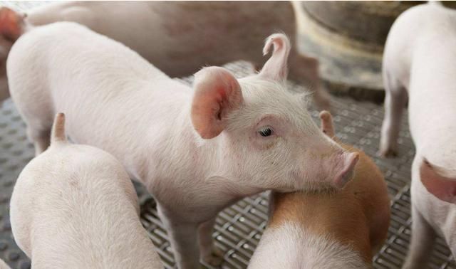 拉稀|断奶仔猪腹泻的原因,断奶仔猪拉稀用什么药最快?