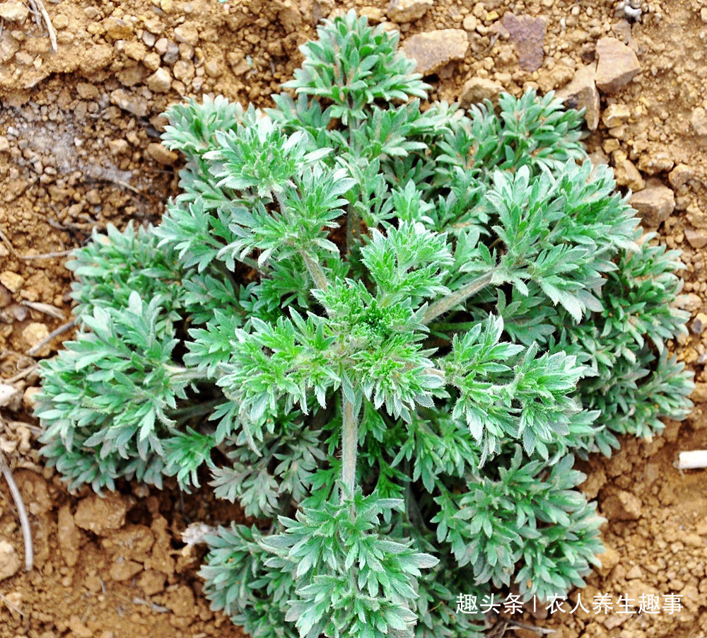 茵陈|农村路边的“养肝菜”,隔三岔五吃一吃,排出肝毒连口臭也没了