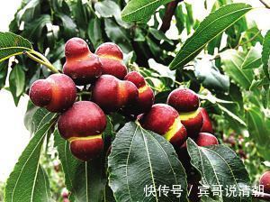 水果|对女人最好的水果，晚上当零食吃几颗，淡化皱纹，肌肤光滑细腻