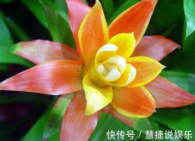 喜庆|“3种花”家里养,看着就“喜庆”,有“财源不断”的寓意,值!