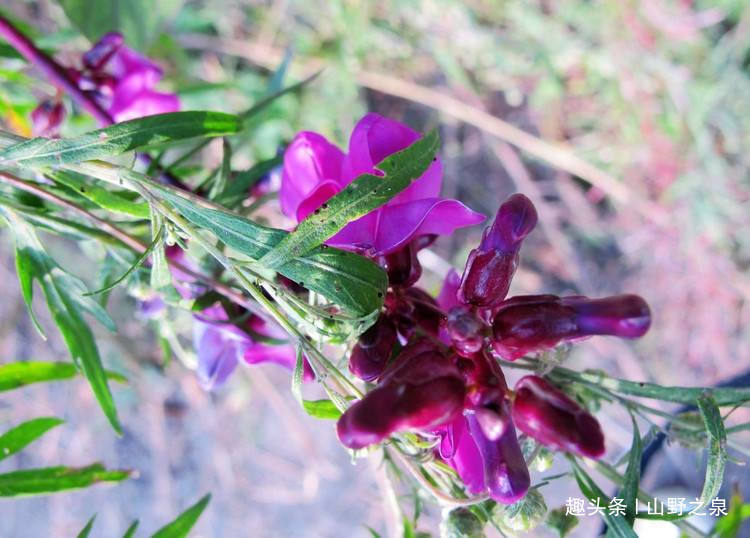 吃紫色豆角好处多多,它可以提高人体造血能力,也能提高免疫力!