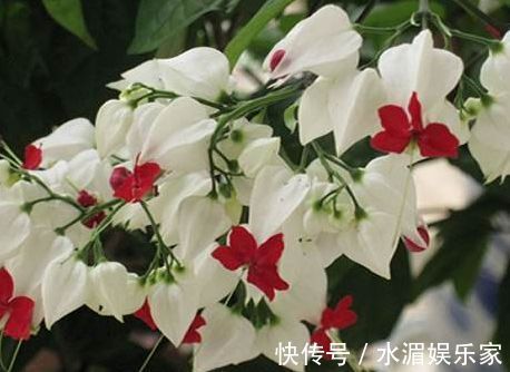 喜欢菊花,不如养盆“精品玫瑰”彩虹玫瑰,灿烂高雅,梦幻华丽