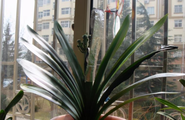 网格|君子兰夏季休眠,1个月灌一瓶它,不施肥,网格叶就越来越油绿