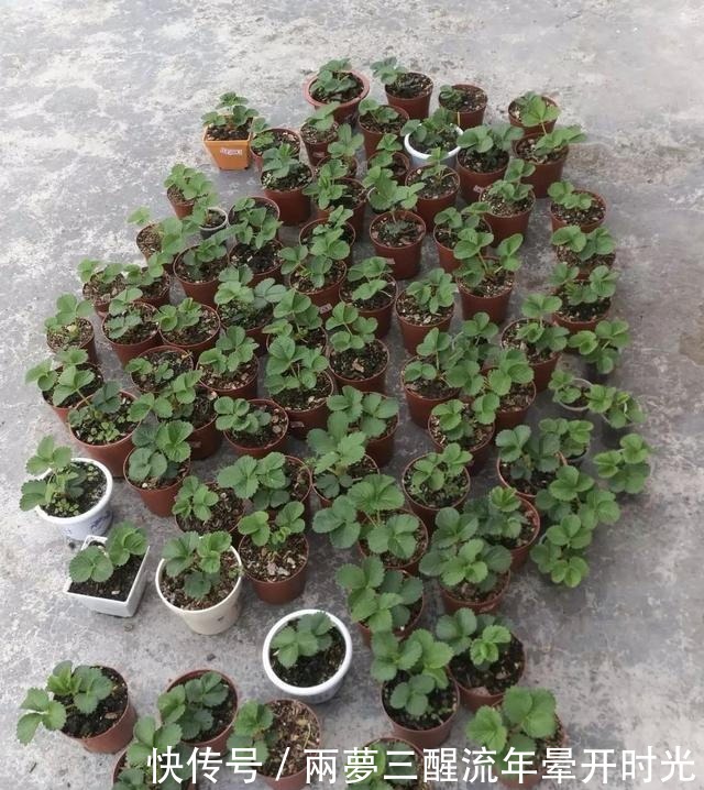 2种“水果”,特别好种,阳台养1盆,果子甜又多,好吃又营养