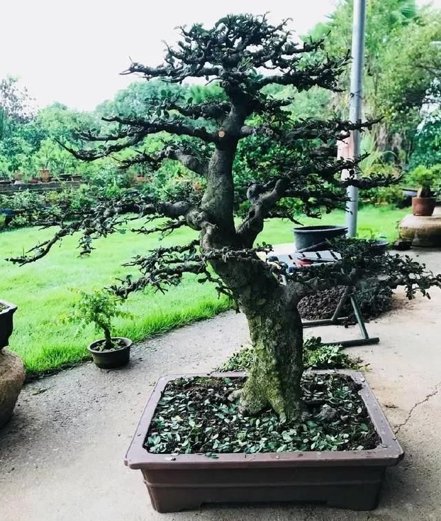 土壤|养盆景不能急于求成,遵循循序渐进的过程,这6点切忌不要触碰