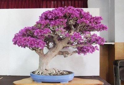 这“三种花”遇水就疯长,越养越“贵气”,古代大户人家最爱养