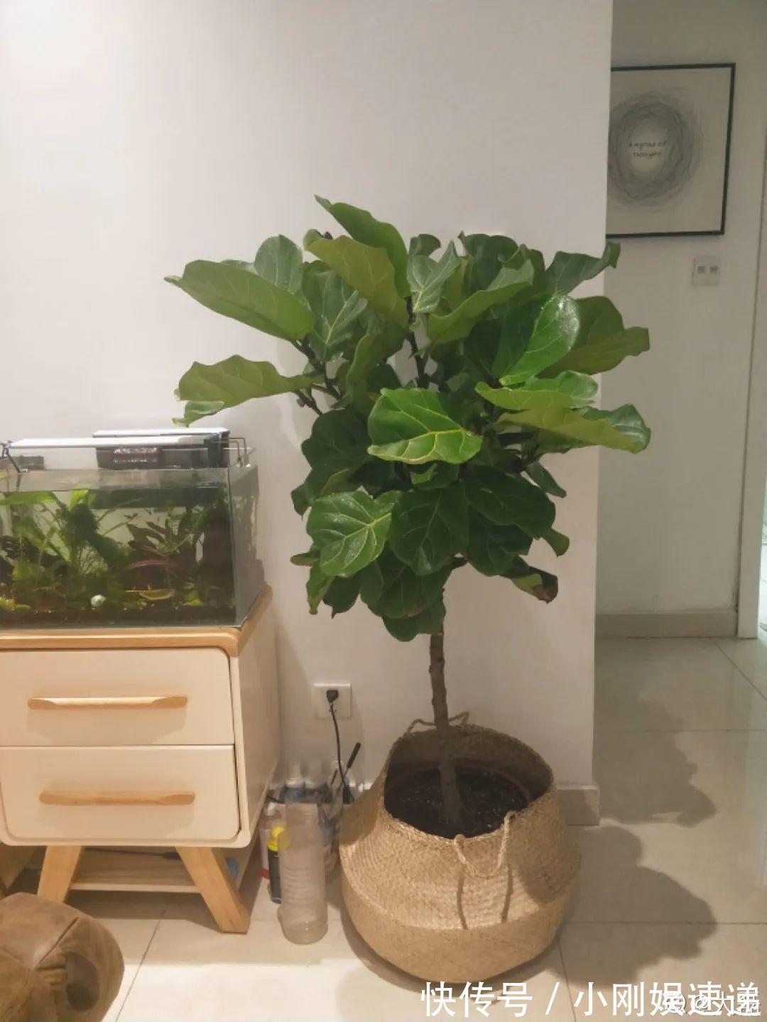 叶片|10种花特怕晒,越晒越黄叶,搬阴凉地儿才能活!