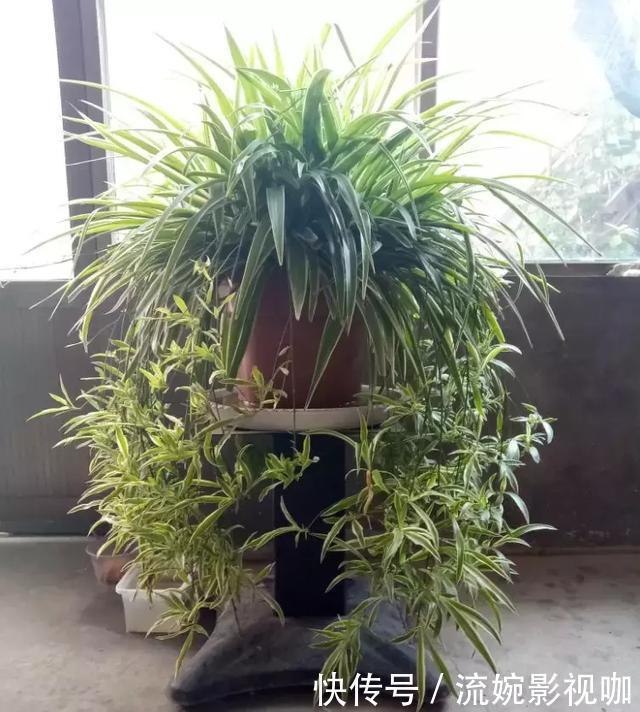 养花|吊兰黄叶“干尖”老花农说浇水少了1种“料”,连浇3次就变绿!