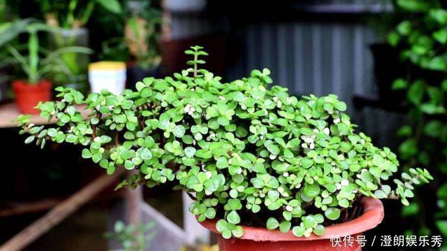 养这4种花太省心,丢阳台不管,就能轻松长爆盆,想养死都难