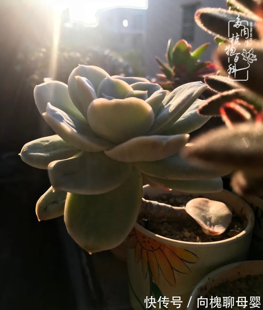 一种爱好就是一种境界,养花养多肉可以培养一个人的心境!