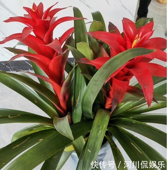 美好|养1种漂亮的花,寓意美好,开花后喜庆又大方,适合摆放在客厅