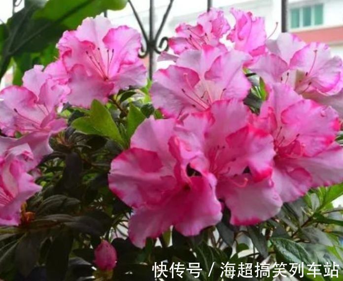 这几款花养在小院，花量大又好养，开花一茬一茬，阳台变浪漫花园