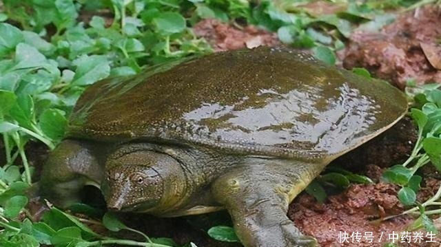 野钓碰到甲鱼、黑鱼别着急,手竿照样盘它!