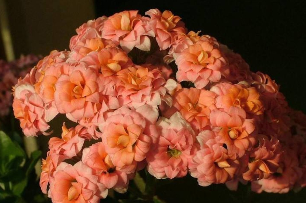 自家养的长寿花,没有市场上的簇拥,原因在于没用这种“溶液”