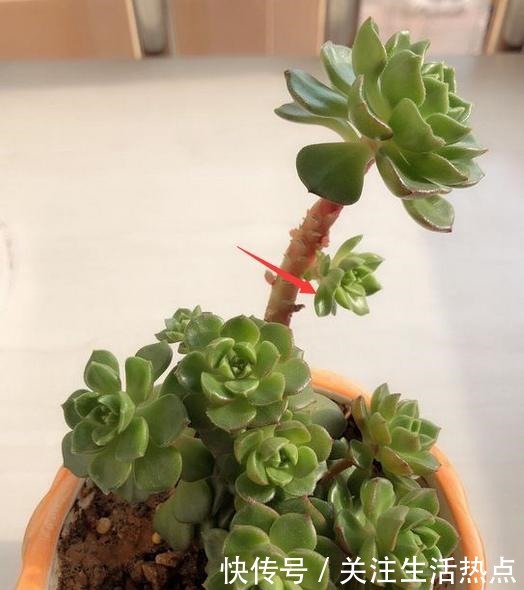 把蒂亚养出群生状态,我总算学会了!