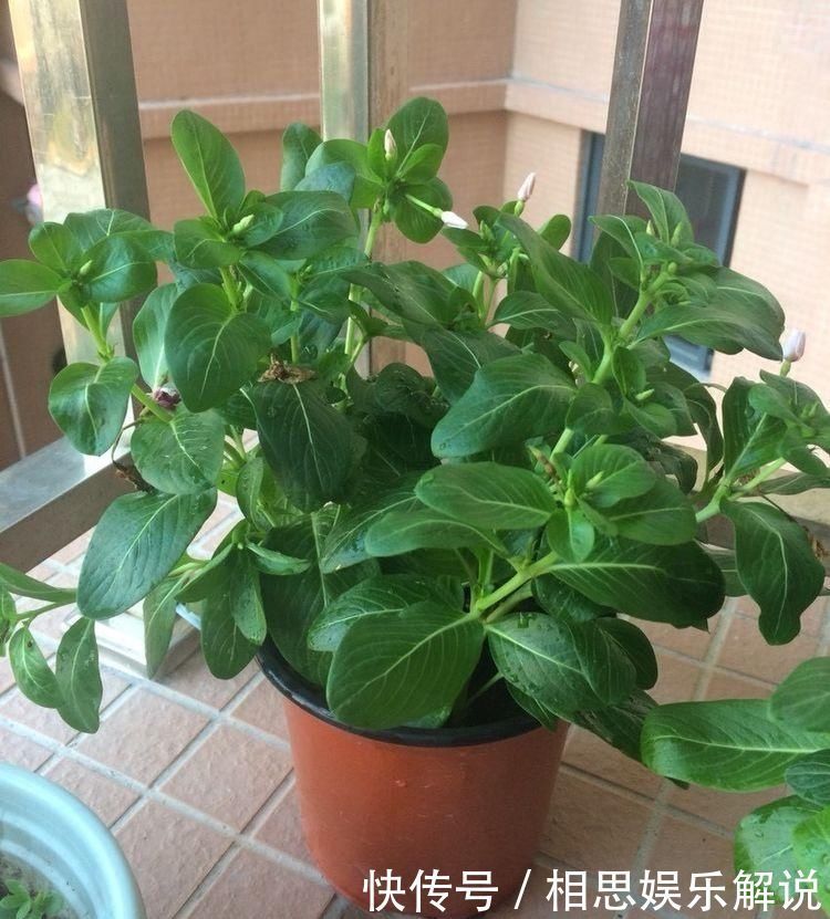 株形|这6种花,要经常“摘心”,分枝多开花多,株形更丰满