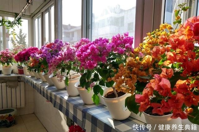 盆栽放阳台，别踩这4个“雷区”，否则耷拉、黄叶，死给你看！