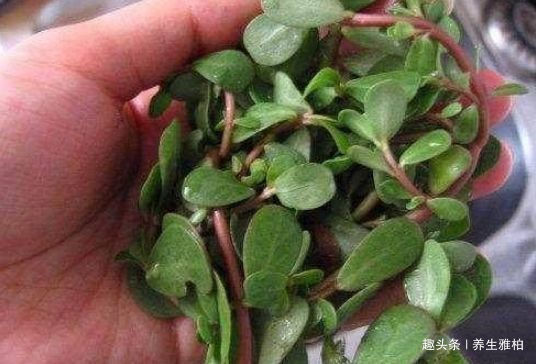 马齿苋|女人不想皱纹爬满脸,4种食物经常吃,睡眠好,身体更健康
