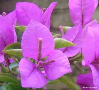 家养三角梅总是难开花做好这些细节,开爆满盆不是梦