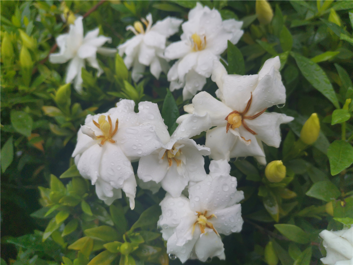 吉安|美丽吉安:吉州大道栀子花开 洁白如雪