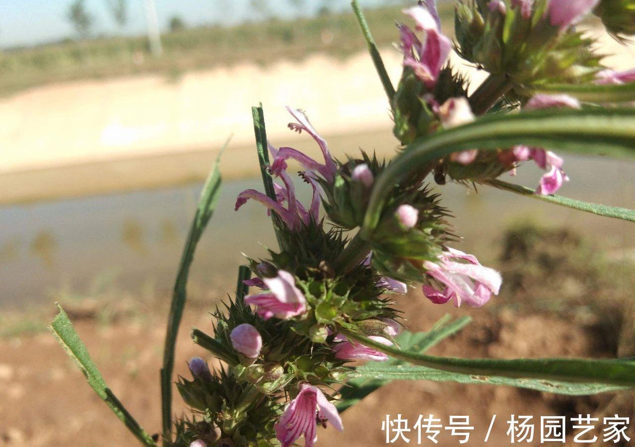 妇科病|“妇科圣药”益母草,除了用于妇科病,3种病症也适用