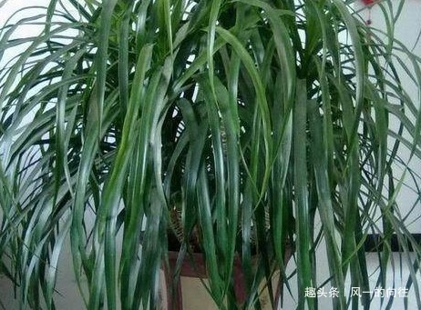 李大爷的养花秘籍!放上这三种东西,不管养什么都能轻松爆满盆