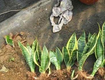 花盆|虎皮兰剪个叶片插土里,1夜冒10个芽,花盆爆满了!