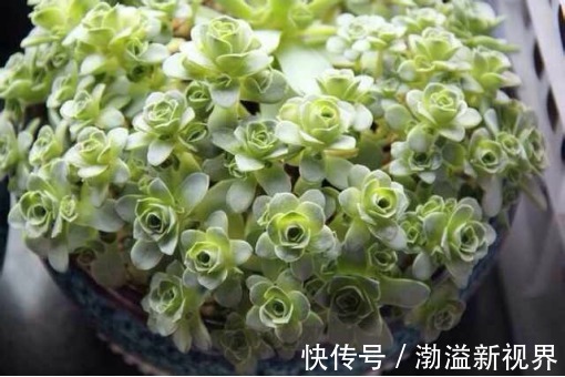 夏季|夏天多肉养不活那是你没找对方法,学一招帮它度过休眠期!