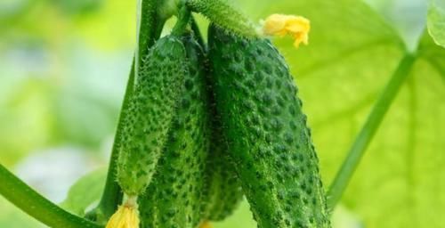 人过中年后，要常吃以下食物，清热利尿，排毒抗衰，改善睡眠