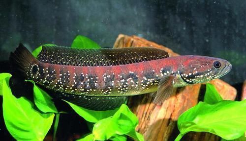 蛇头|鱼塘里横扫一切的黑鱼,连食人鱼都不怕,它们的天敌是什么鱼?