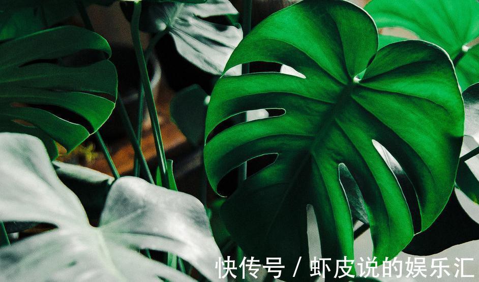 龟背竹养花方法,做好这几件事,轻轻松松让它旺盛生长