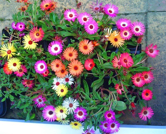 此观花型多肉植物,花色绚丽,一年多季开花,栽培容易,值得拥有