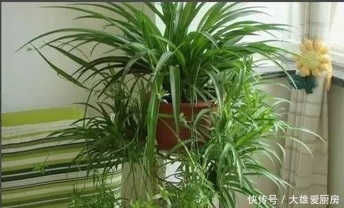 吊兰长|吊兰叶片越长越宽,秘密全是这几招,赶紧学习一下!