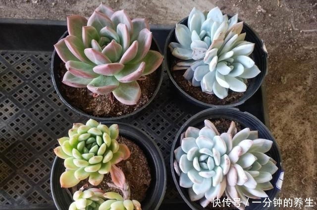 多肉|养多肉常犯的3个坏习惯,及时改掉,多肉好看又好养!