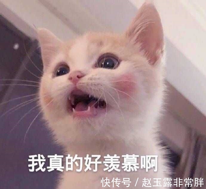 |段子:看着这猴子娴熟的吸烟动作,我觉得它肯定有很多故事!