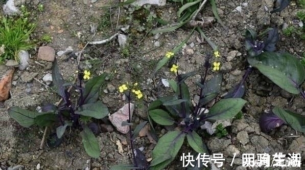 紫菜薹|十个人九个腰疼,常食此菜,腰不疼了,腿不酸了,不妨了解一下
