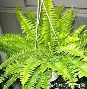 这三种绿植号称天然加湿器，室内空气干燥放一盆，空气清新无忧