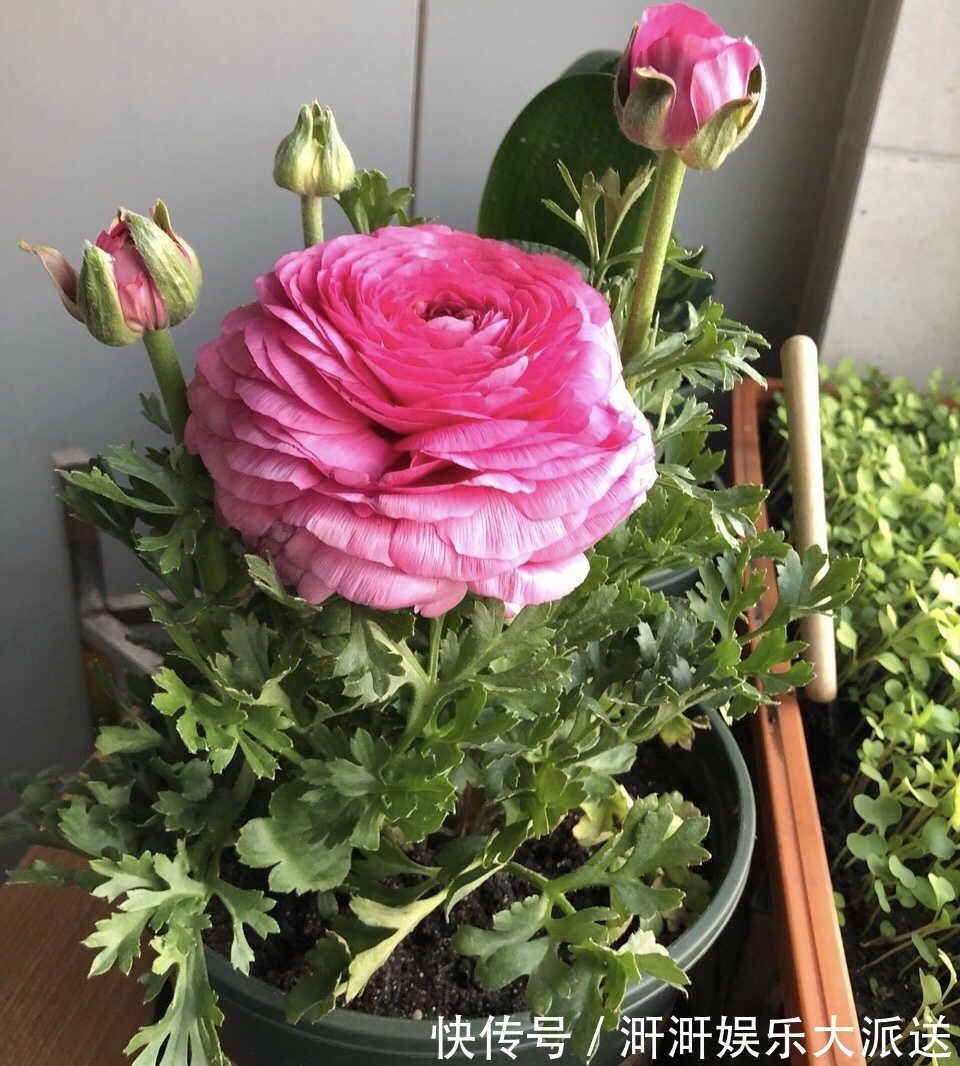 花苞|邻居种了1盆“芹菜”,却开出了“牡丹花”,花苞又大又鲜艳