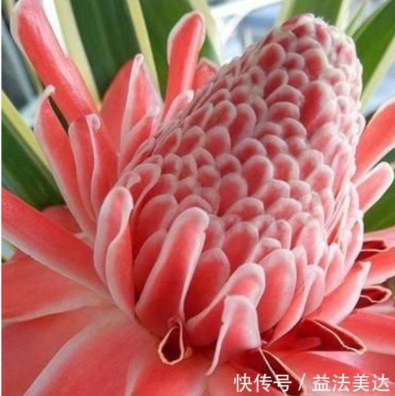 新手|家里必养4种花,好养又漂亮,懒人新手都能养好,美成花海!