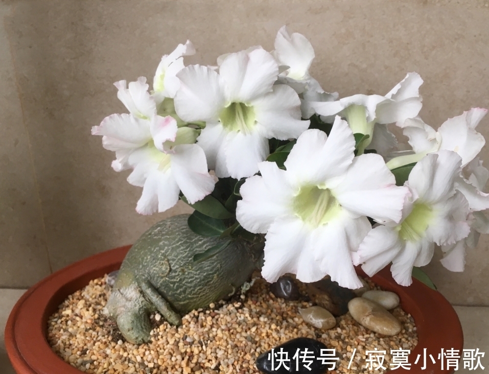 花芽|带大肚子的沙漠玫瑰,养护多注意这5点,霸气镇宅,开花比月季美