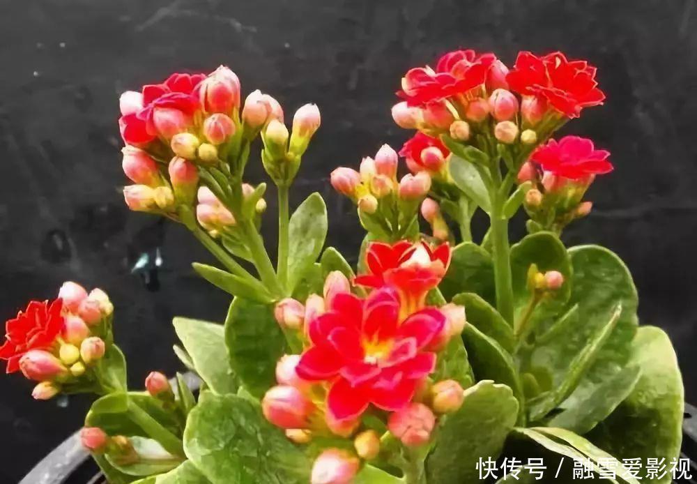 甲醛|家里养这12种“吸毒”绿植,净化空气,老人小孩少生病